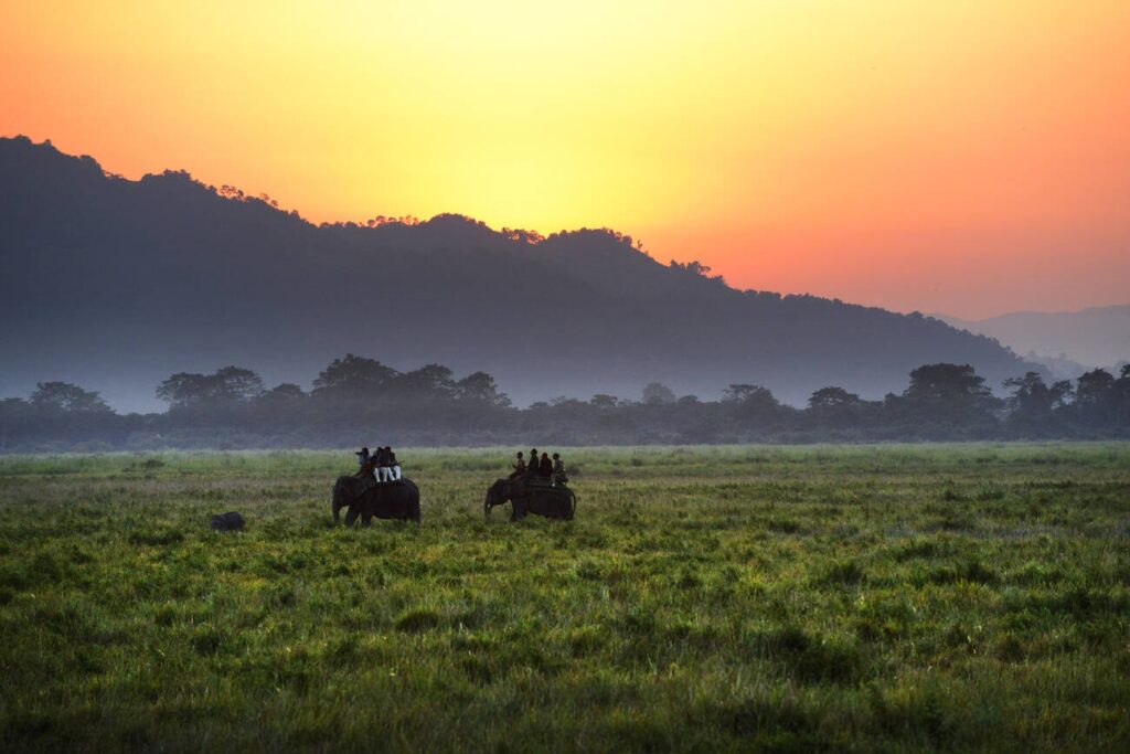 Kaziranga National Park